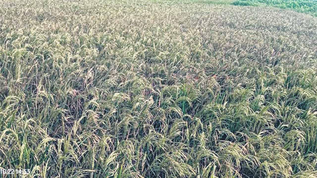 అప్రకటిత కోతలు.. అన్నదాతకు అవస్థలు