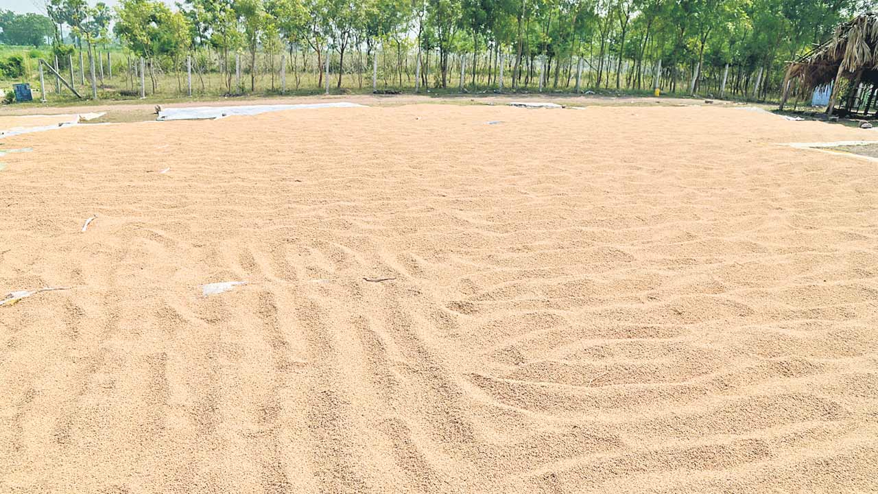 సన్నాలకు బోనస్‌.. అంతా బోగస్‌