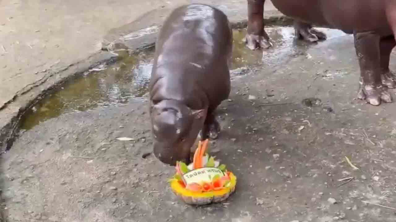 Hippo | అధ్యక్ష ఎన్నికల్లో ట్రంప్‌దే విజయం.. జోష్యం చెప్పిన ఇంటర్నెట్‌ సెన్సేషన్‌ బేబీ హిప్పో.. VIDEO