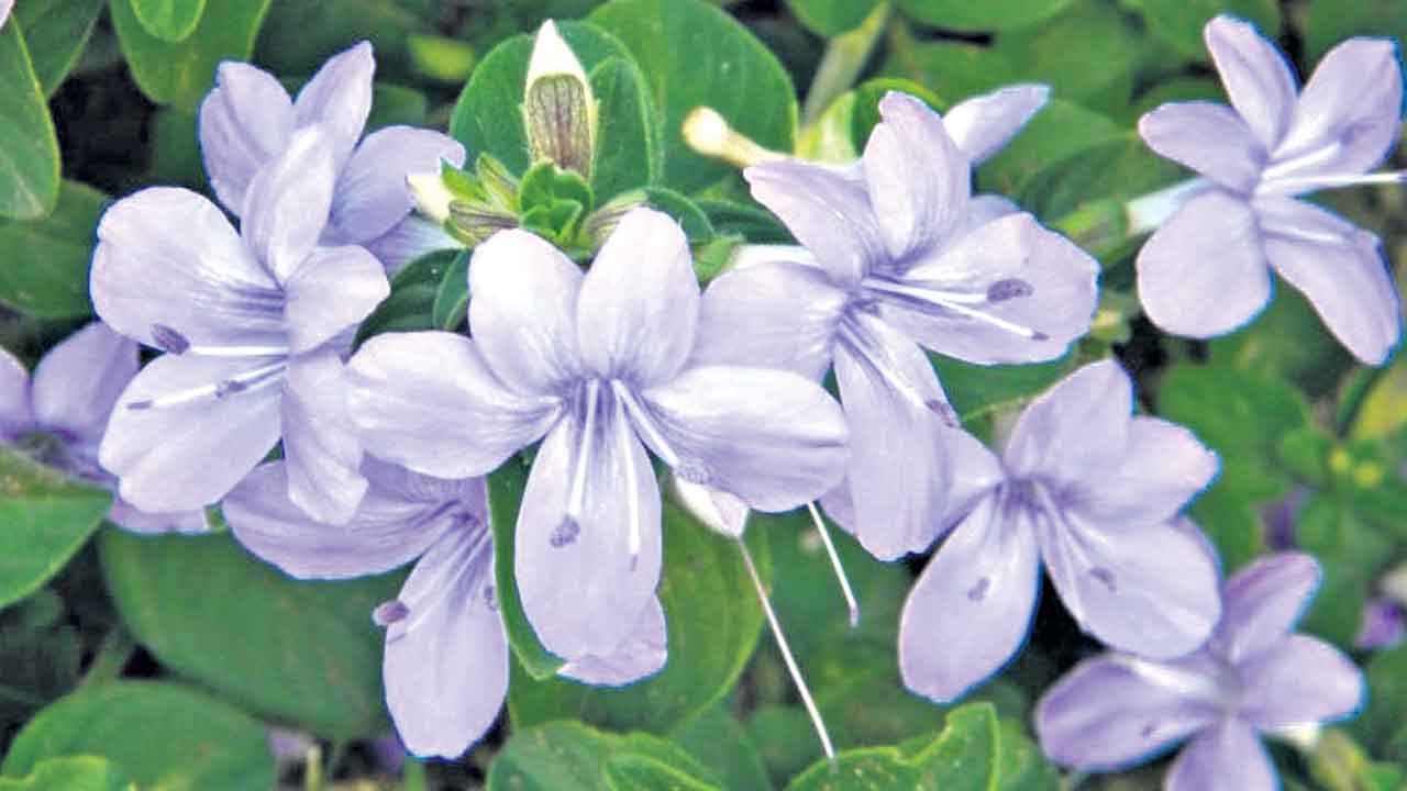 Barleria Cristata 2