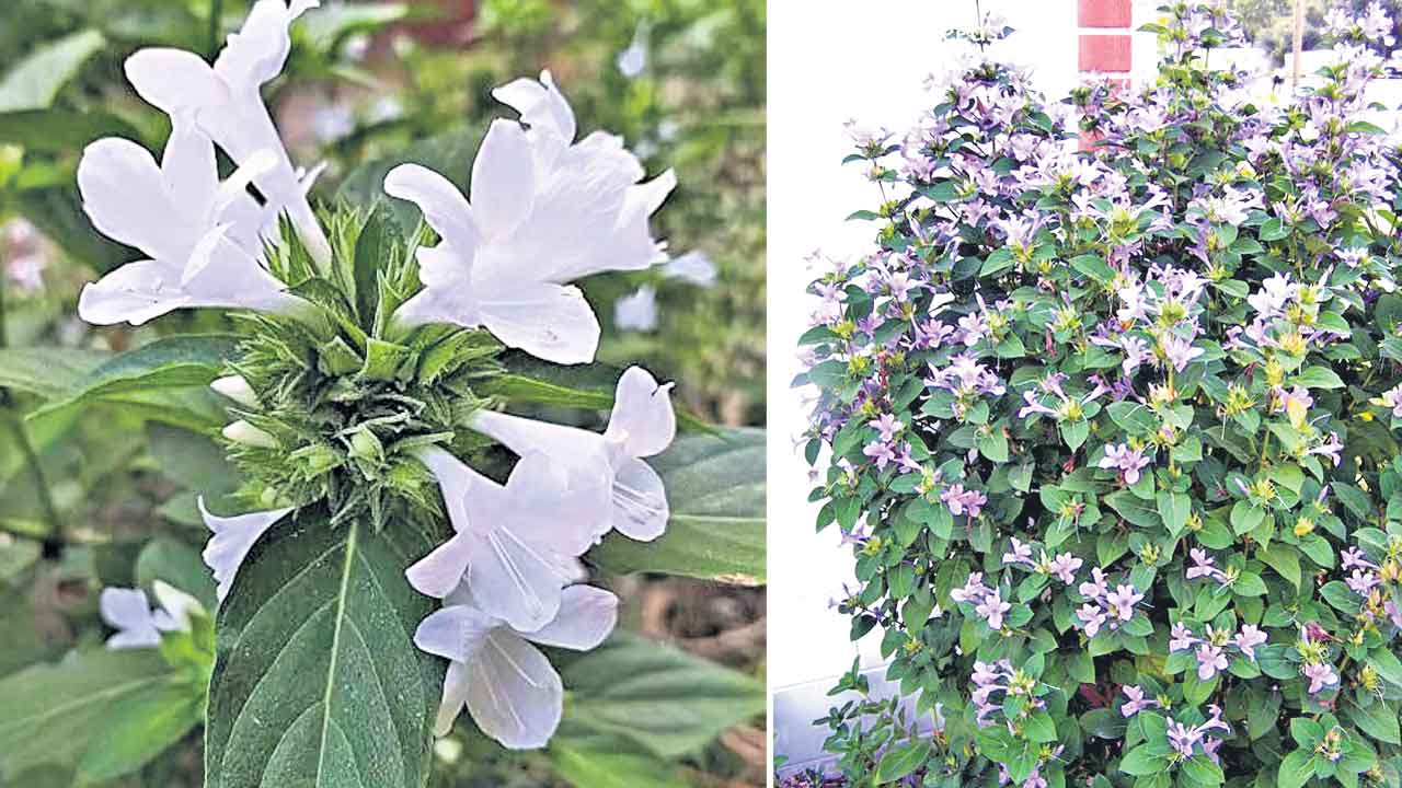 Barleria Cristata, Flowers 