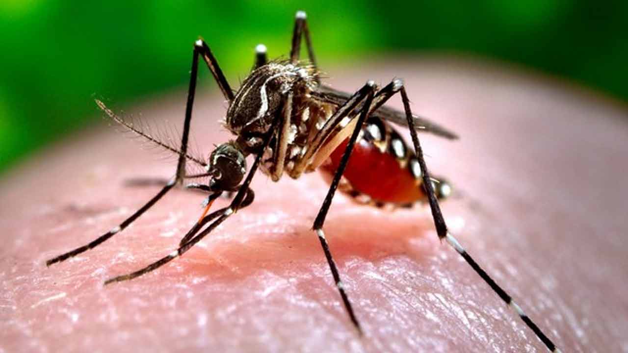 Dengue | ఢిల్లీలో డెంగీ ఉధృతి.. భారీగా నమోదవుతున్న కేసులు