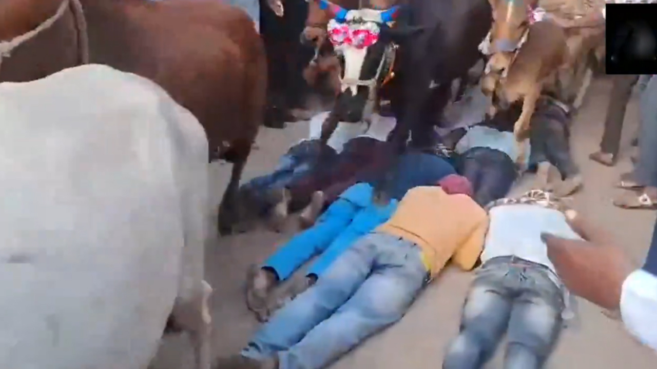 Diwali tradition | ఆ ఊళ్లో దీపావళి మరుసటి రోజు ఆవులతో తొక్కించుకుంటారు.. Video