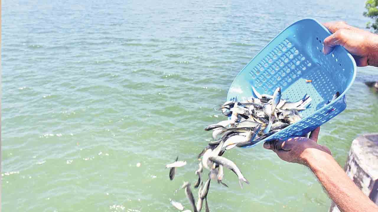 ఆలస్యంగా చేప పిల్లల పంపిణీ