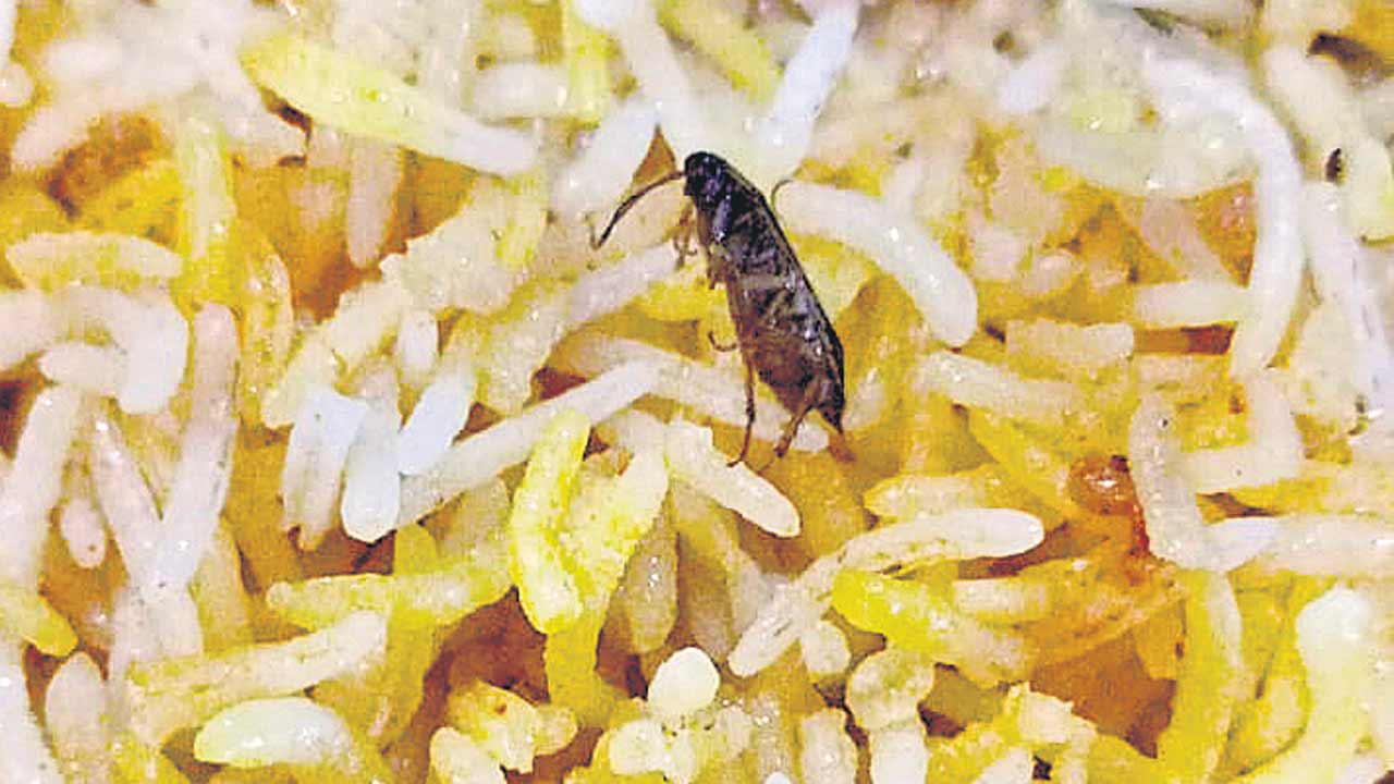 Biryani | బిర్యానీలో బొద్దింక.. న్యూసెన్స్‌ చేస్తున్నారంటూ వినియోగదారులపై పోలీసులకు ఫిర్యాదు