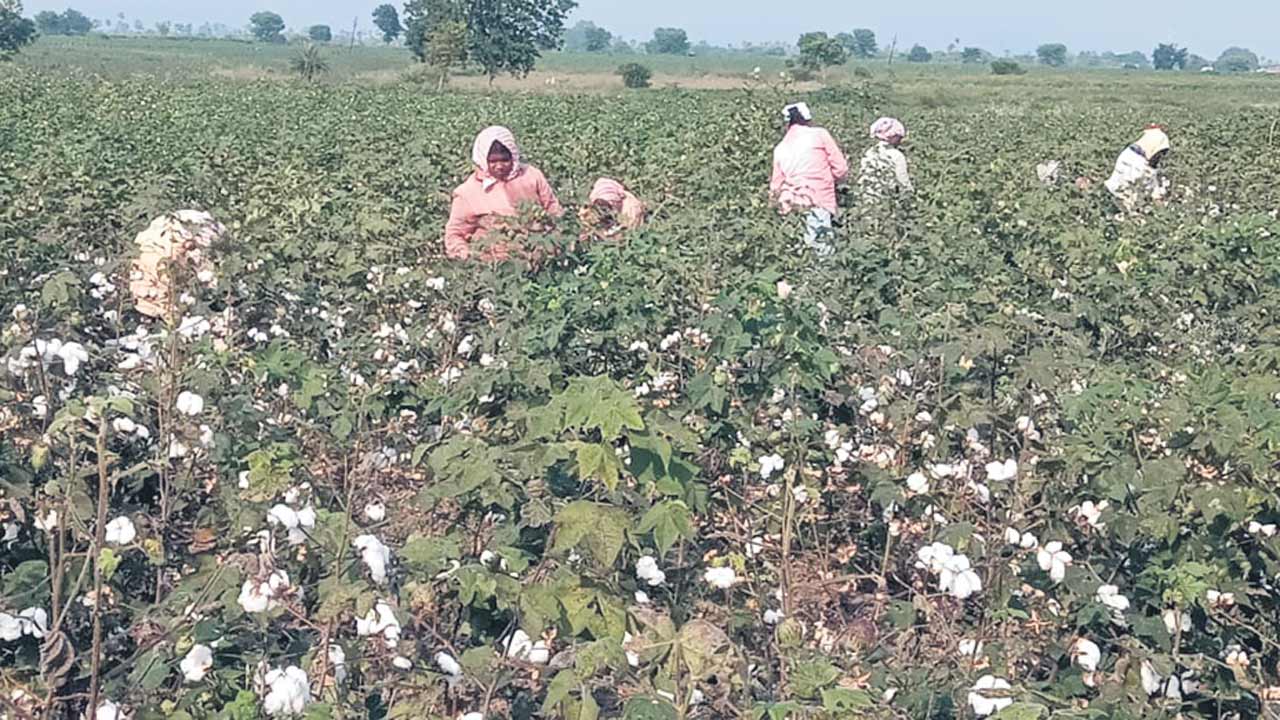 పత్తి రైతు దిగాలు