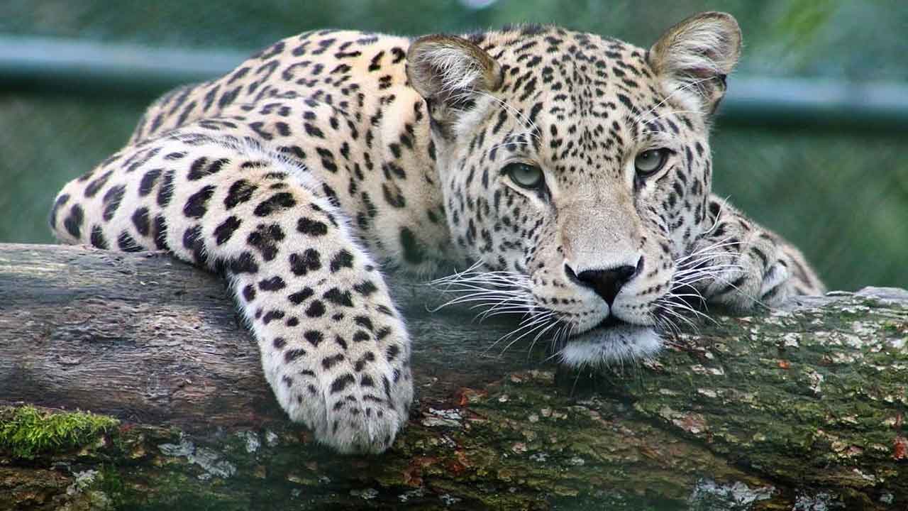 చిరుత కలకలం