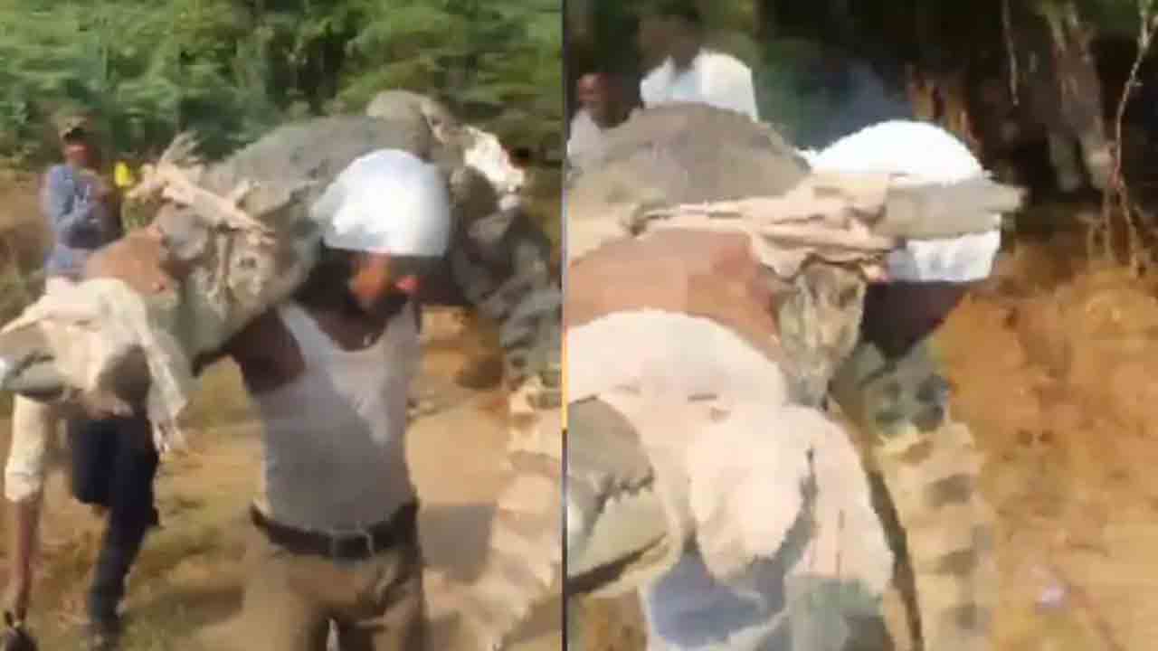 Watch: భారీ మొసలిని భుజంపై మోసిన వ్యక్తి.. తర్వాత ఏం జరిగిందంటే?