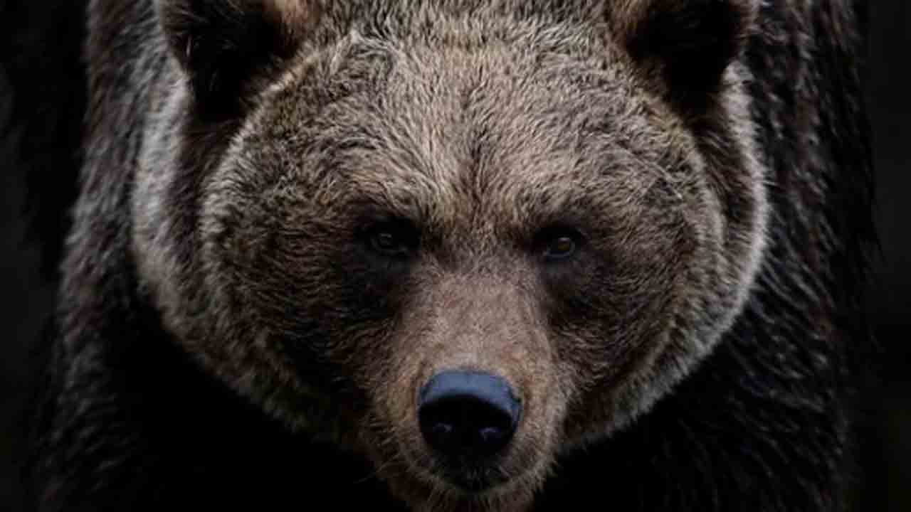 Dressed As Bear Destroys Cars | ఇన్సూరెన్స్ కోసం ఎలుగుబంటి వేషం.. లగ్జరీ కార్లు నాశనం