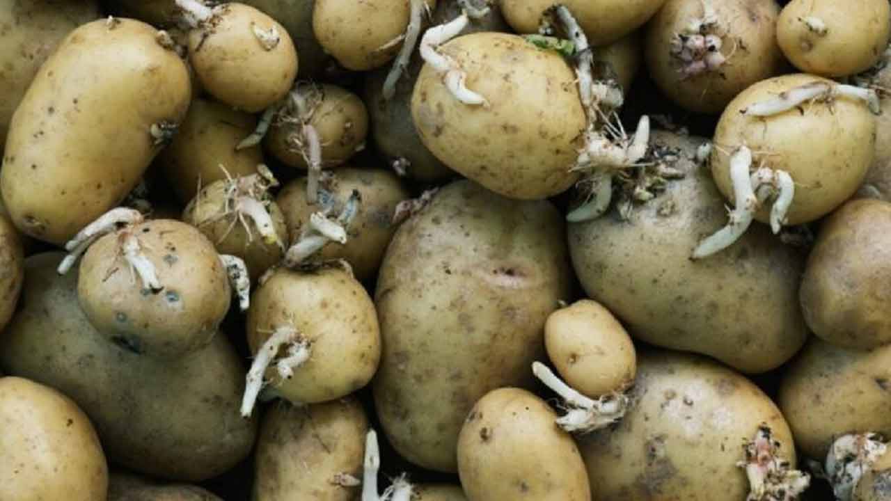 Health tips | మొలకలు వచ్చిన ఆలుగడ్డలు తినొద్దా.. తింటే ఏమవుతుంది..?