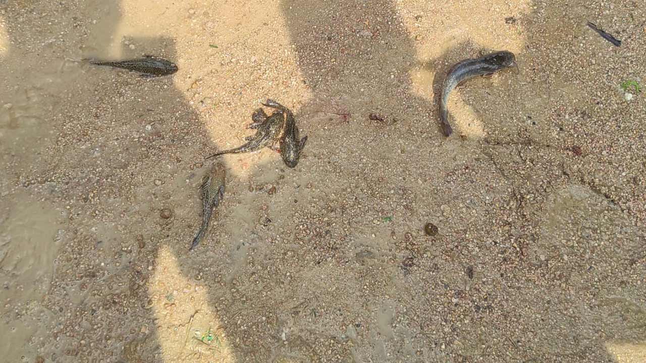 ‘ఉచితం’లో దెయ్యం చేపలు