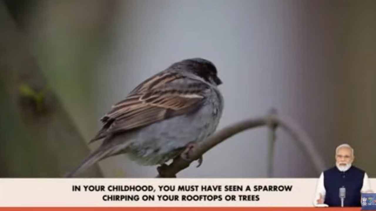 Sparrows | పట్టణీకరణతో పిచ్చుకలు కనుమరుగు.. ప్రధాని మోదీ ఆవేదన