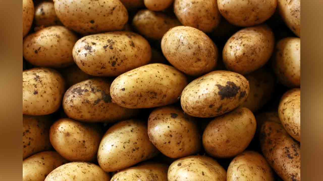 Potato | వేసవి వేడి.. అకాల వర్షాలతో దిగుబడి తగ్గిన బంగాళా దుంపలు.. ధరలు పైపైకే..?!