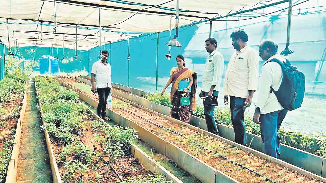 అందుబాటులో.. పూల విత్తనాలు