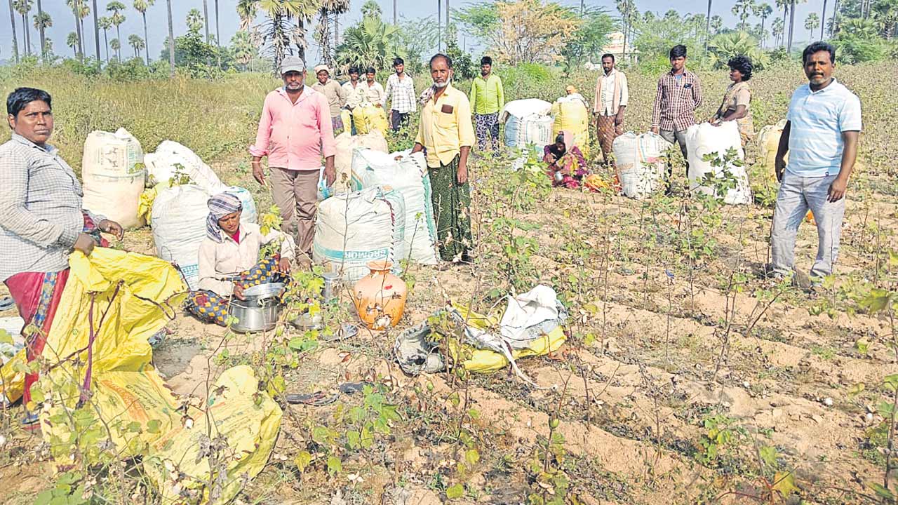 పత్తి రైతు అప్పులపాలు