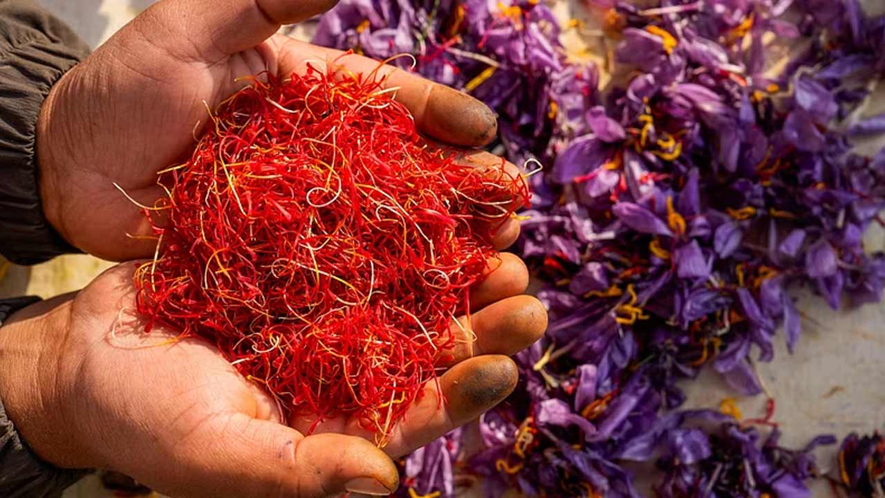 Saffron Cultivation | ఇండోర్‌ రైతు అద్భుతం.. ఇంట్లోనే కుంకుమ పువ్వు సాగు