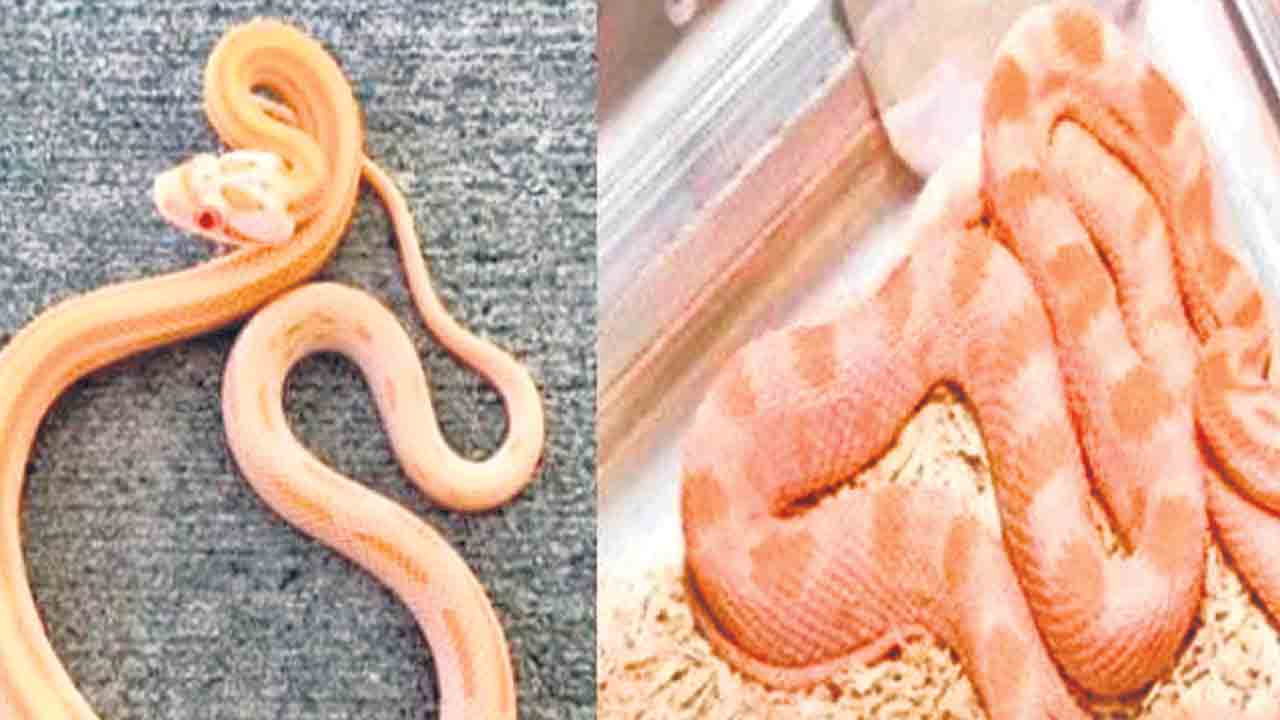 బ్యాంకాక్‌ నుంచి పాములు తరలిస్తున్న మహిళల అరెస్ట్‌