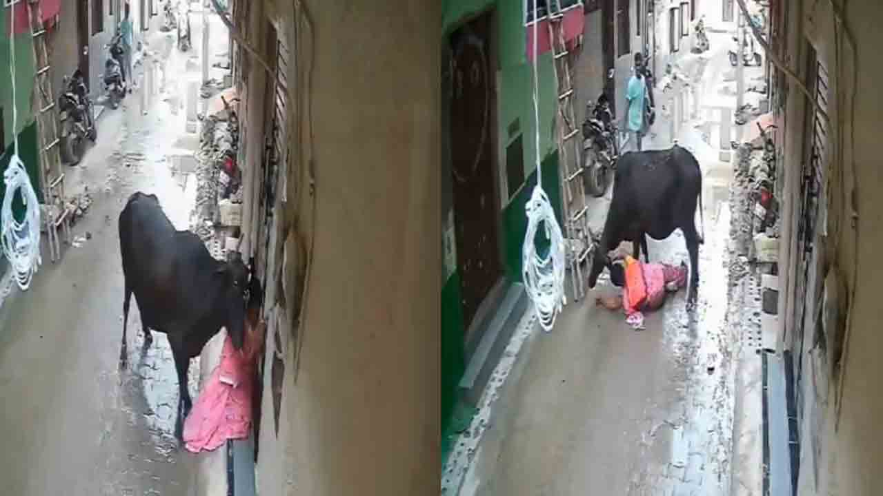 Watch: వృద్ధురాలిపై ఎద్దు దాడి.. తర్వాత ఏం జరిగిందంటే?