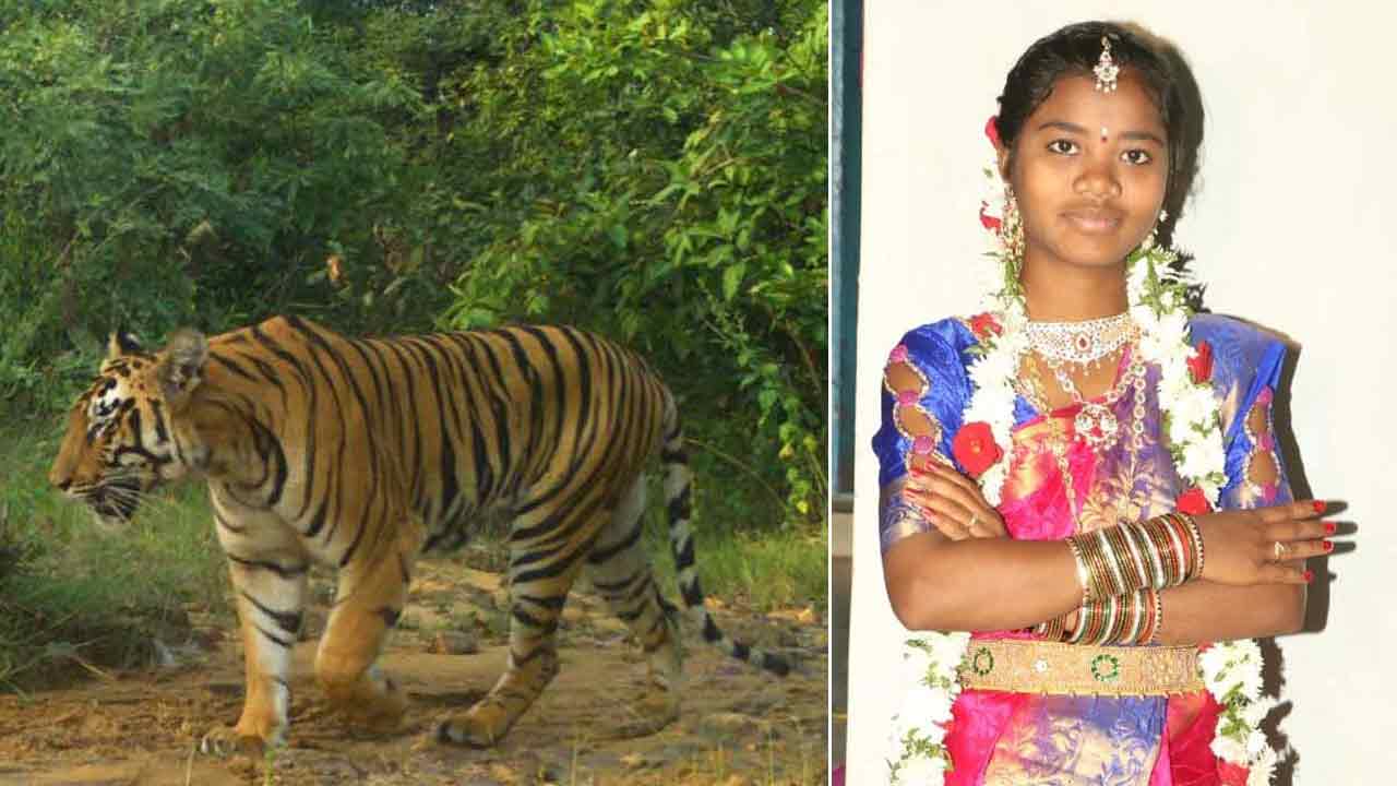 Tiger | టైగర్‌ టెన్షన్‌.. ఆసిఫాబాద్‌ జిల్లాలోని ఆ గ్రామాల్లో 144 సెక్షన్‌
