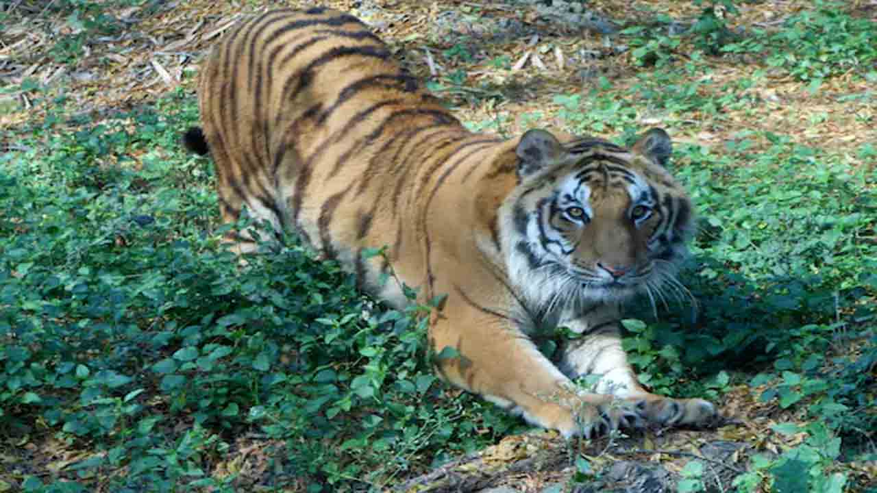 Tiger Dies In Zoo | 9 మందిని చంపిన పులి.. వృద్ధాప్యంతో జూలో మృతి