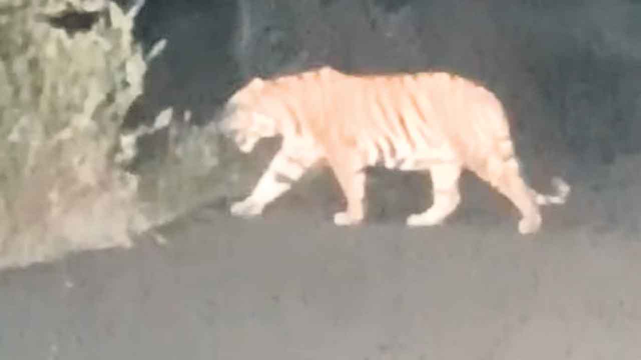 Tiger, Johnny 2