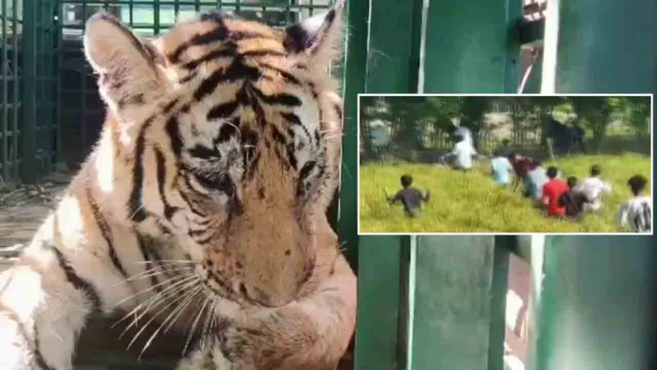 Tiger Loses Eye | రాళ్లతో జనం దాడి.. ఒక కన్ను కోల్పోయిన పులి