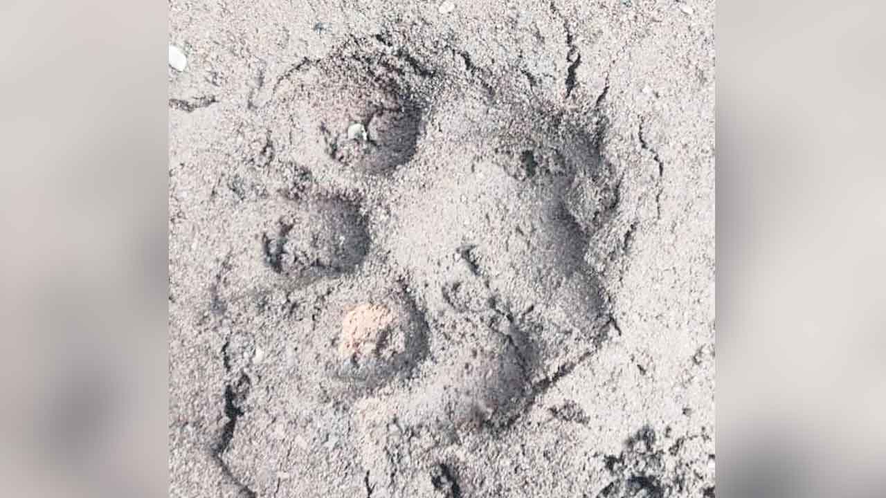 Tiger Foot Prints