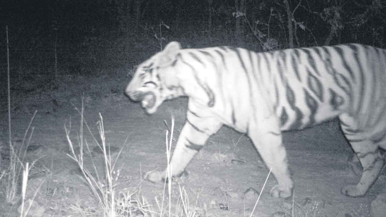 తిర్యాణి అడవుల్లోకి ఎస్‌-12