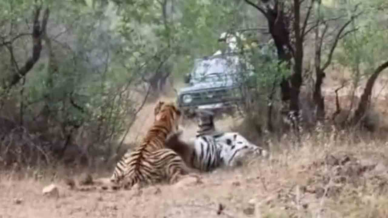 Watch: రెండు పులుల మధ్య భీకర పోరు.. తర్వాత ఏం జరిగిందంటే?