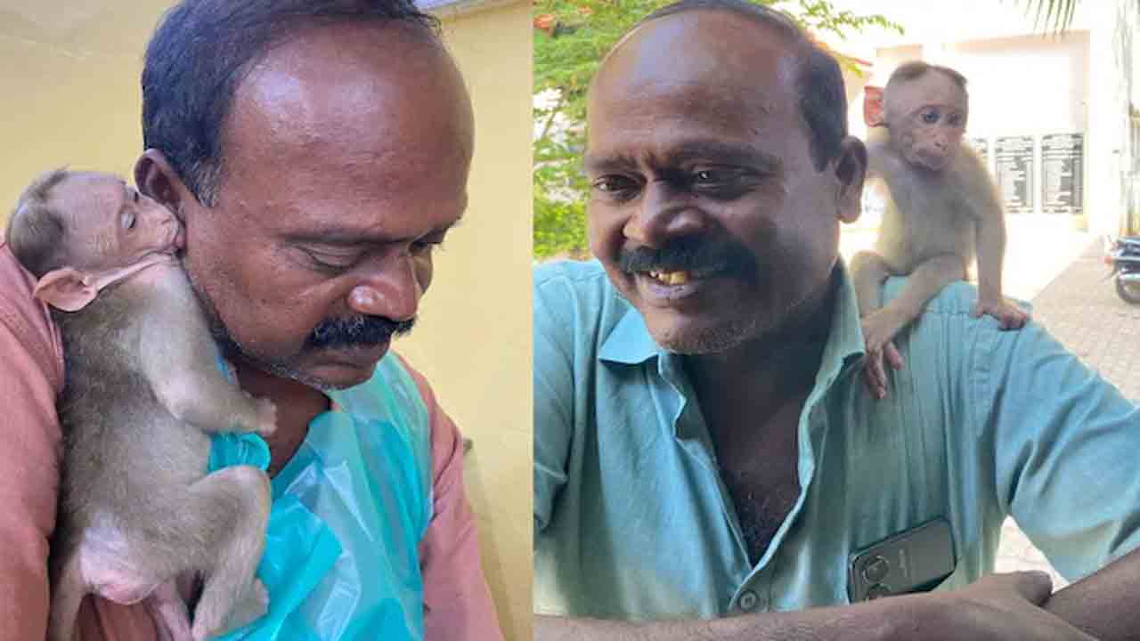 Veterinarian And Monkey | జూలో కోతి పిల్లకు అనారోగ్యం.. చికిత్స చేసేందుకు వెటర్నరీ డాక్టరుకు కోర్టు అనుమతి