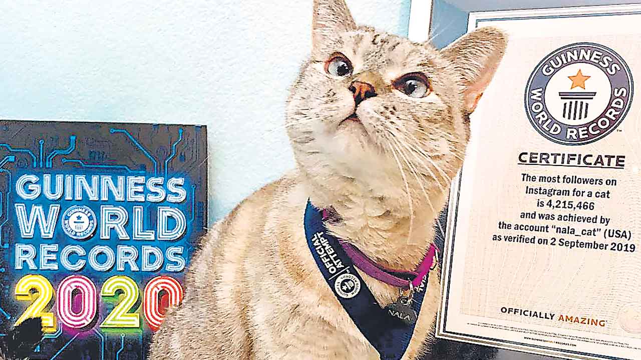 Meet Nala | పిల్లి సంపద 840 కోట్లు.. ఇన్‌స్టాలో 45 లక్షల మంది ఫాలోవర్లు
