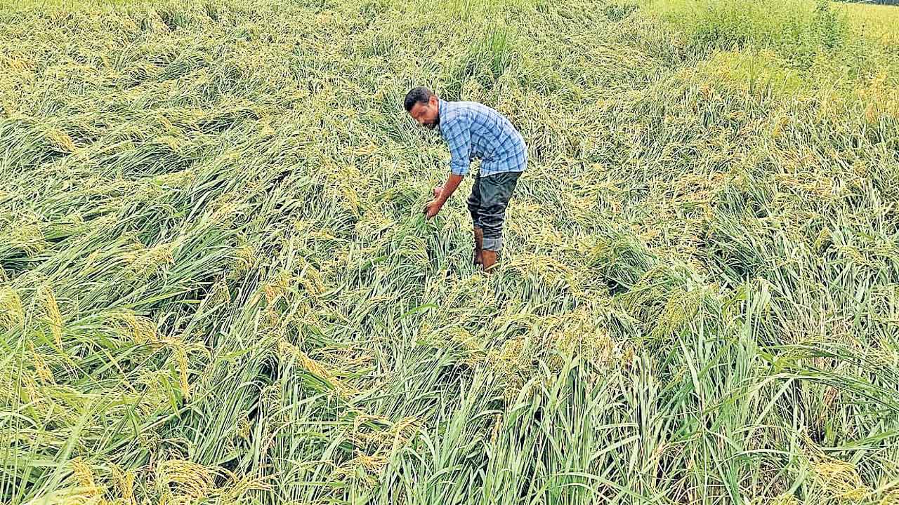 ప్రకృతి పగ..సర్కారు దగా