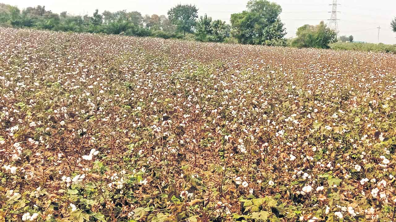Cotton Crop