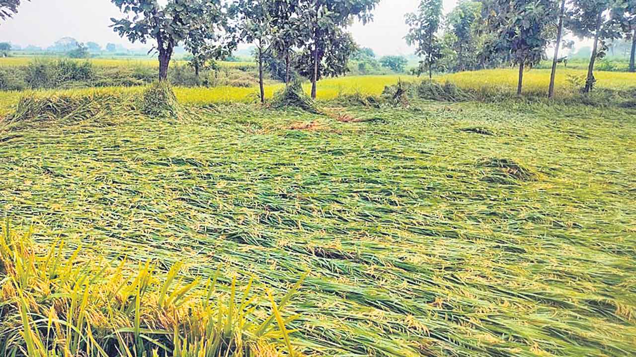 అకాల వర్షం.. అన్నదాతకు నష్టం