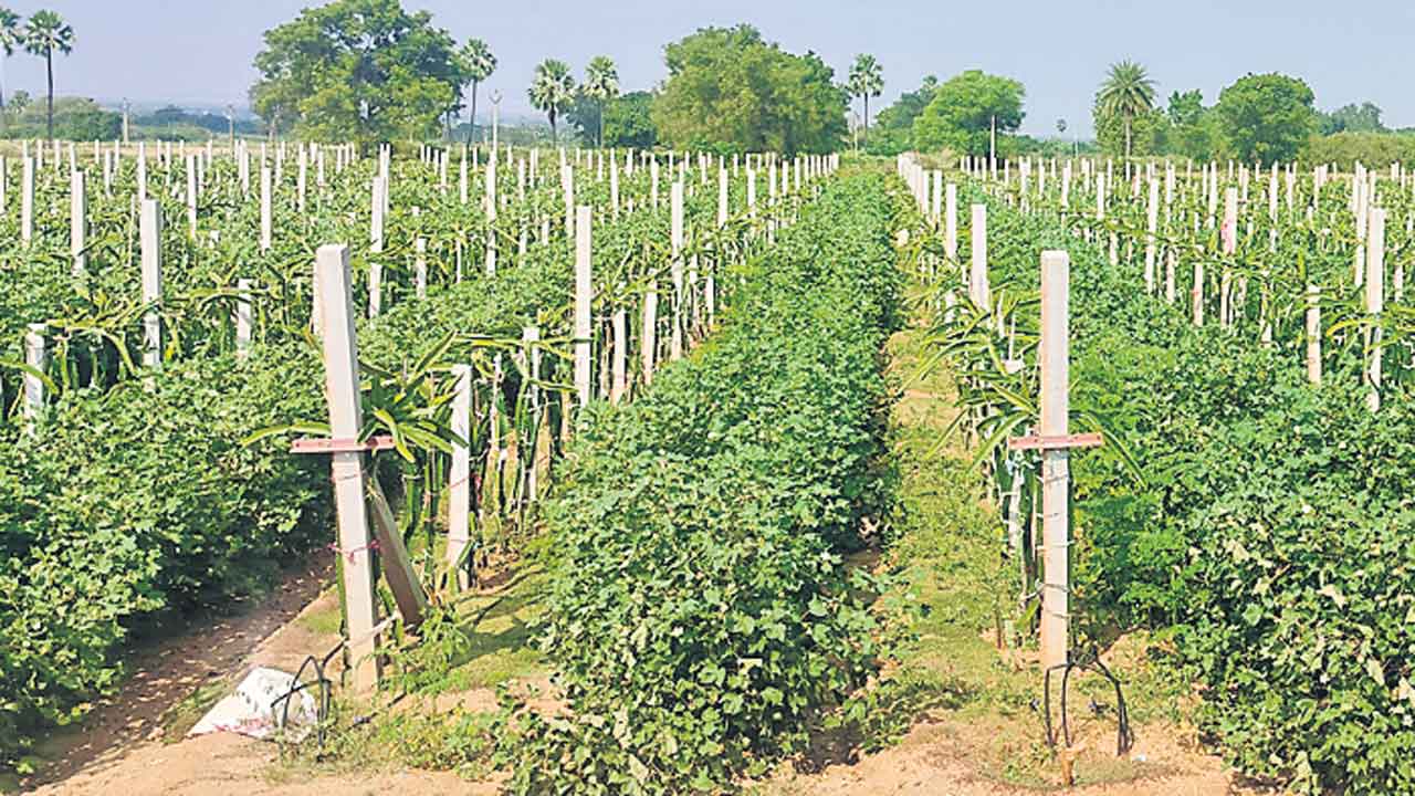 ఏకకాలంలో మూడు పంటలు