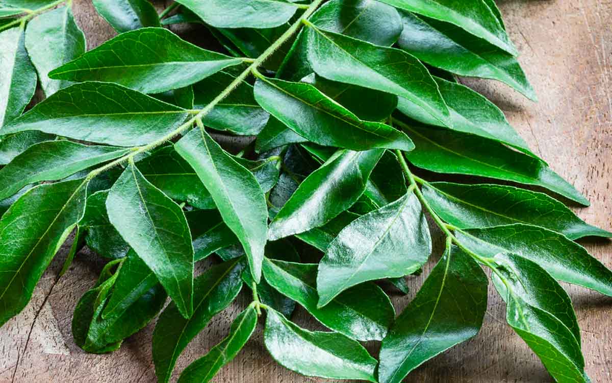 Curry Leaves | రోజూ కరివేపాకులను పరగడుపునే నమిలి తింటే ఇన్ని ఉపయోగాలా..?