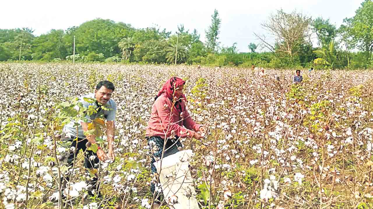 పత్తి రైతు పరేషాన్‌