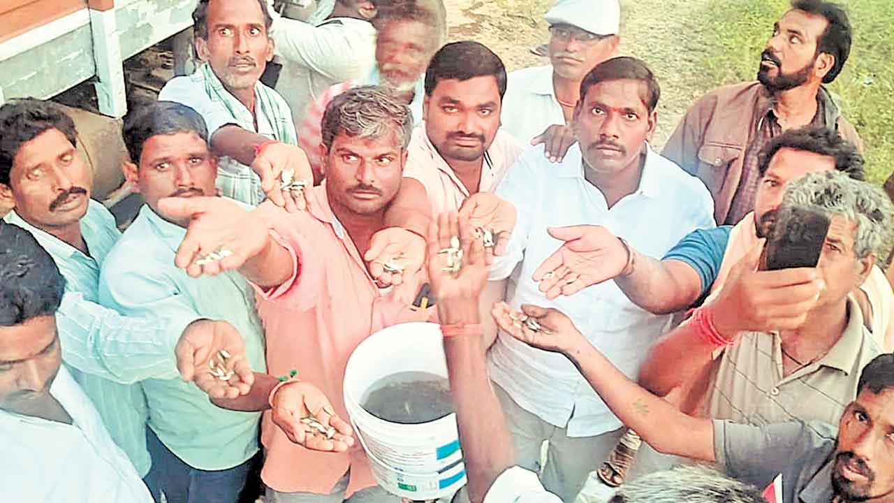 చచ్చిన చేపపిల్లలు మాకొద్దు