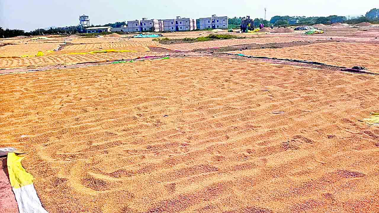 Purchasing centers | కొనుగోలు కేంద్రాల్లోనే ధాన్యం అమ్మాలి : శ్వేత