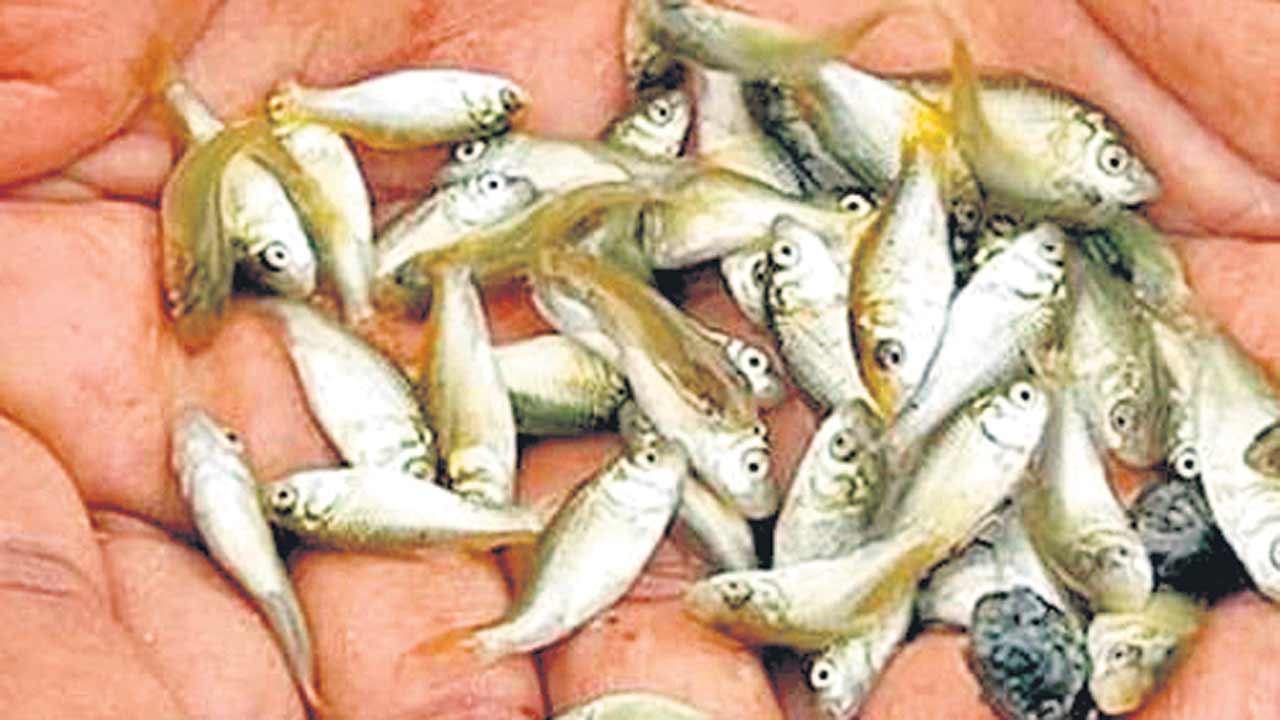 Telangana | ‘అవినీతి’ చేప.. సరఫరాదారులతో మత్స్యశాఖ అధికారులు కుమ్మక్కు!