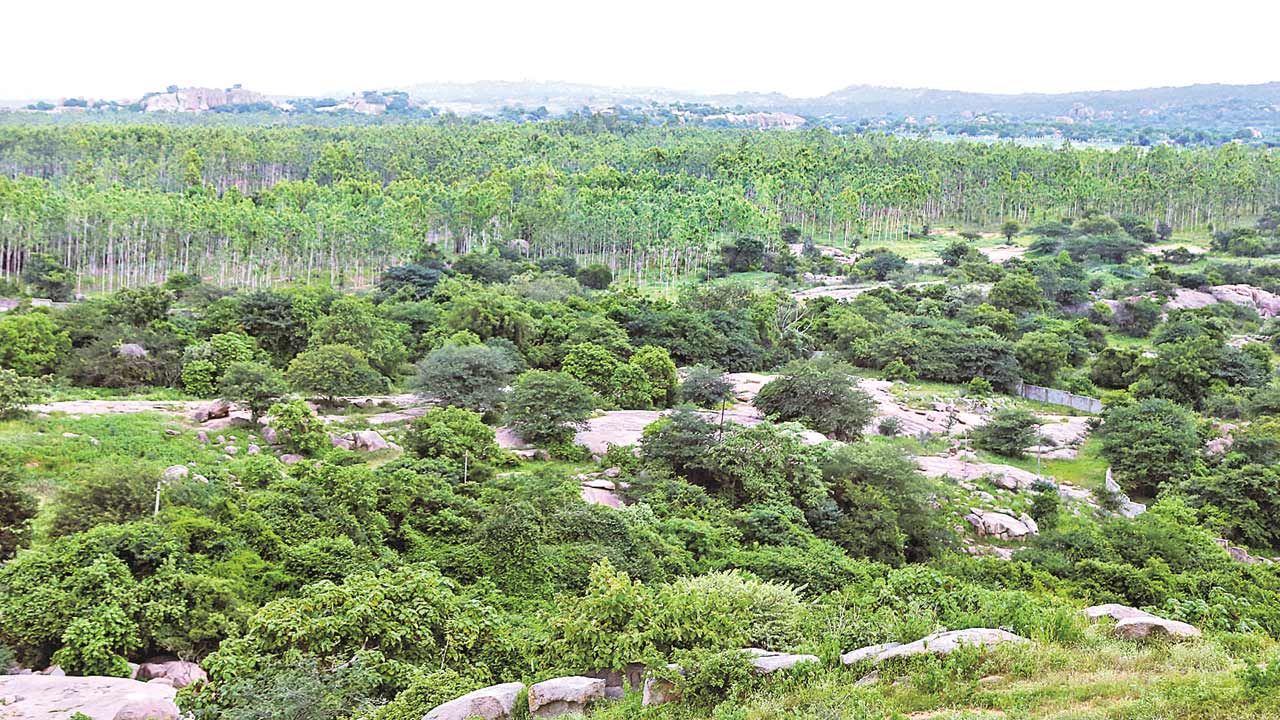 Forest Lands | గొలుసు లింక్‌ ఫెన్సింగ్‌తో.. అటవీ భూముల పరిరక్షణకు చర్యలు