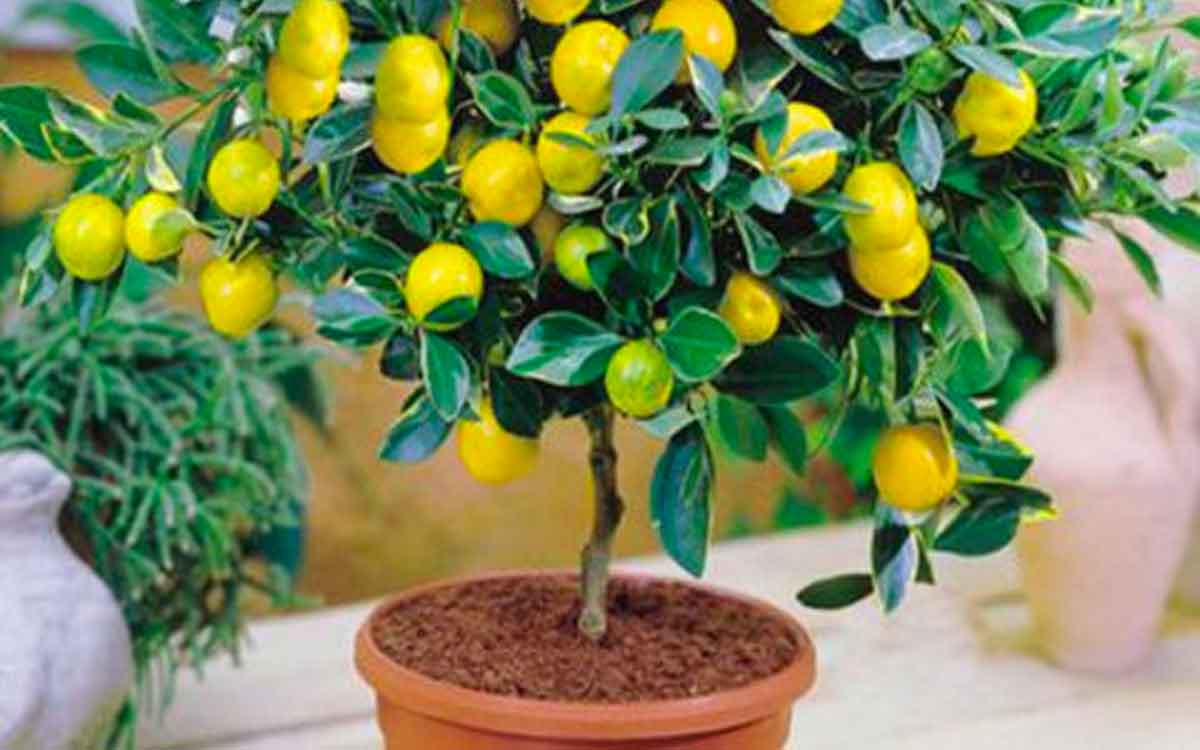 Lemon Plant | దీన్ని చ‌ల్లితే చాలు.. నిమ్మ చెట్లు ఏపుగా కాయ‌ల‌ను కాస్తాయి..!
