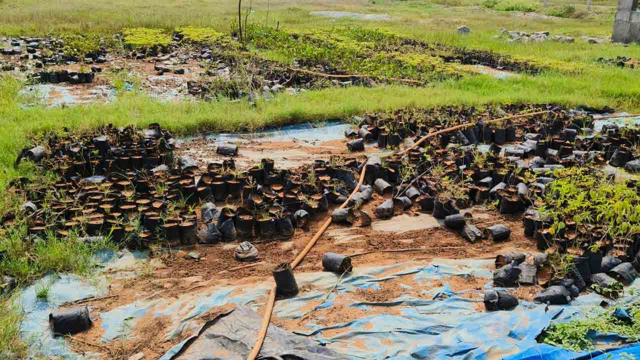 నిర్లక్ష్యం మొలకెత్తింది!