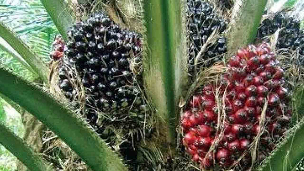 పెరిగిన ఆయిల్‌పాం గెలల ధర