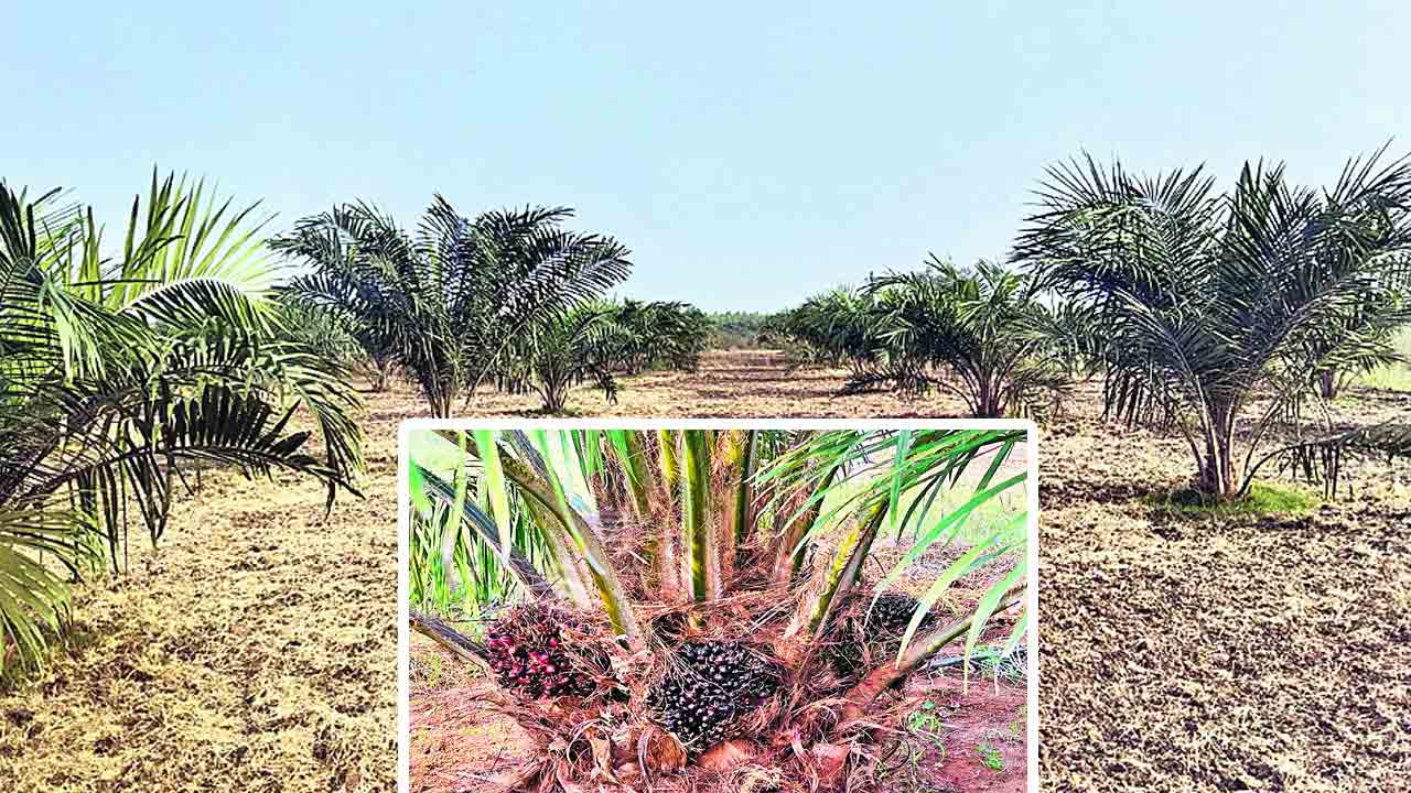 ప్రోత్సాహమిచ్చె.. దిగుబడి వచ్చె