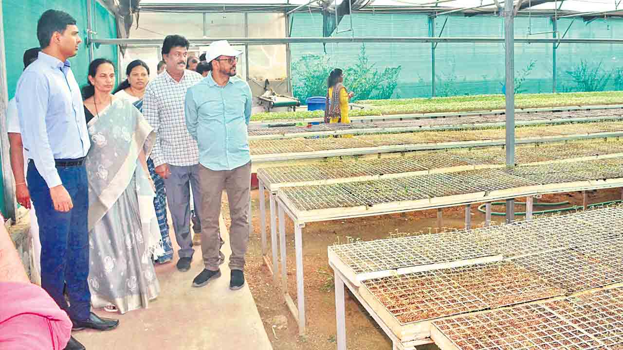 ఆయిల్‌పామ్‌ సాగుతో రైతులకు ఆదాయం