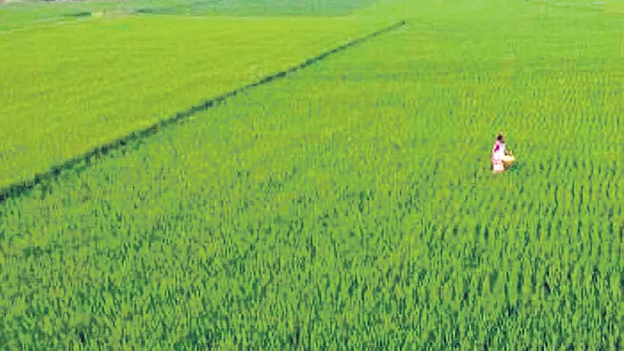 ఫార్మా సర్పాలు
