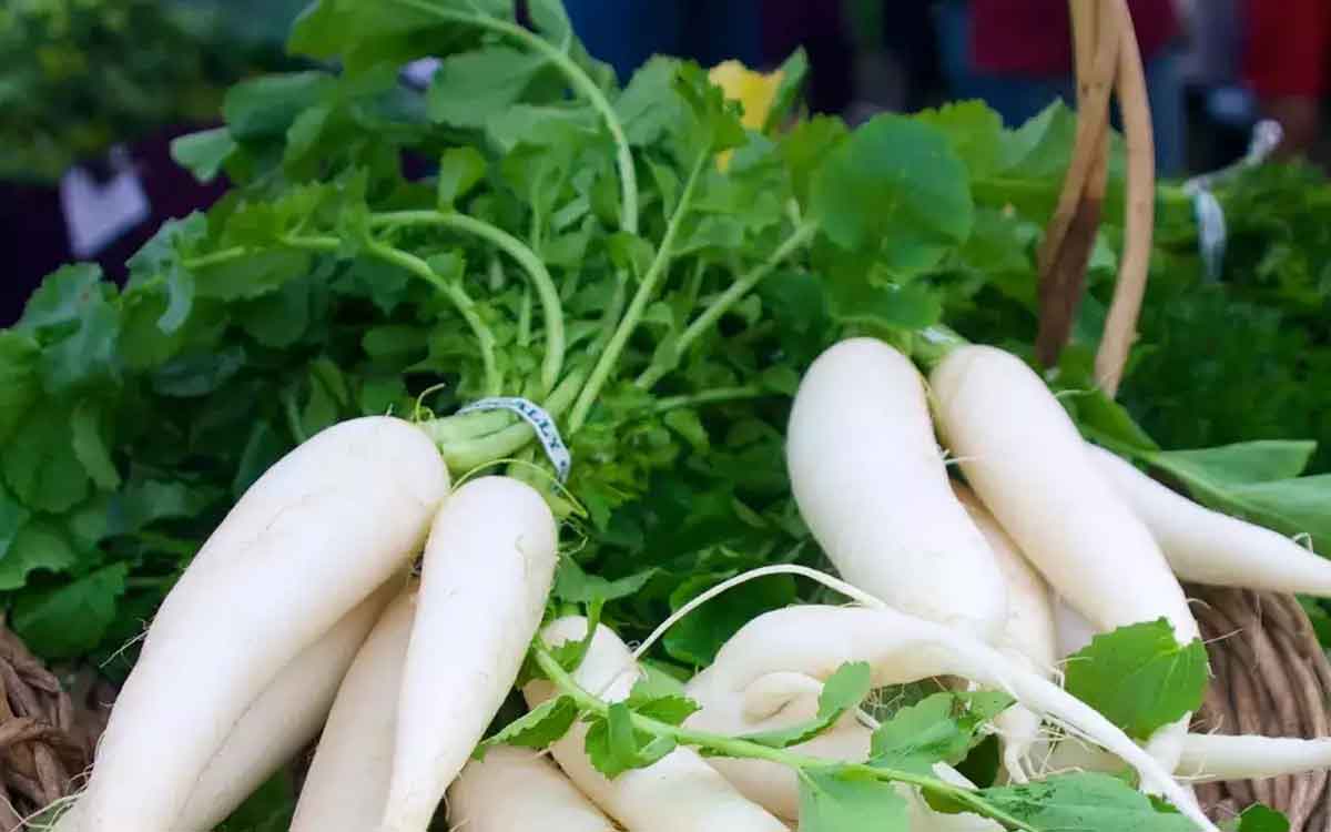 Radish | చ‌లికాలంలో రోజూ ముల్లంగిని తింటే ఏం జ‌రుగుతుందో తెలుసా..?