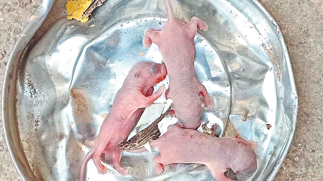 పెద్దాపూర్‌ గురుకులం వంటగదిలో ఎలుకలు