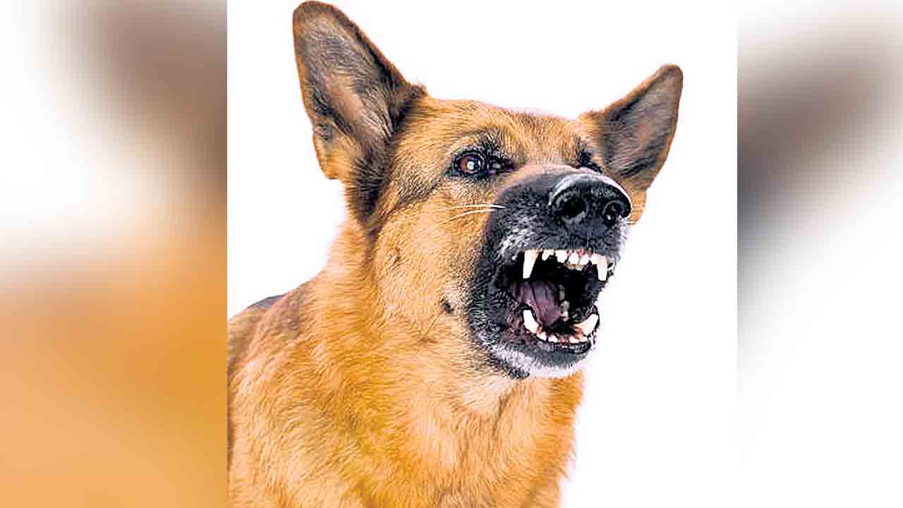 Stray dogs | వీధి కుక్కల దాడిలో చిన్నారికి తీవ్ర గాయాలు